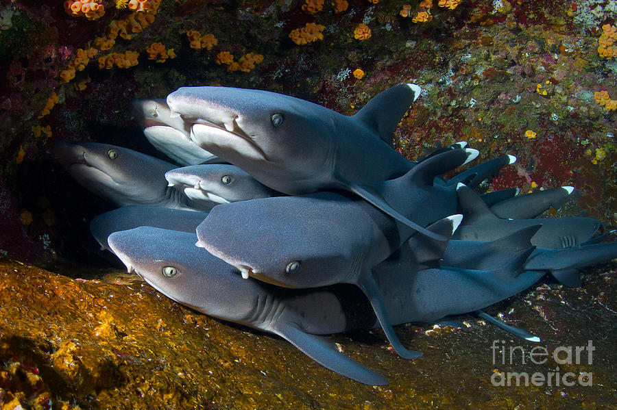 Shark Pile Photograph by Aaron Whittemore