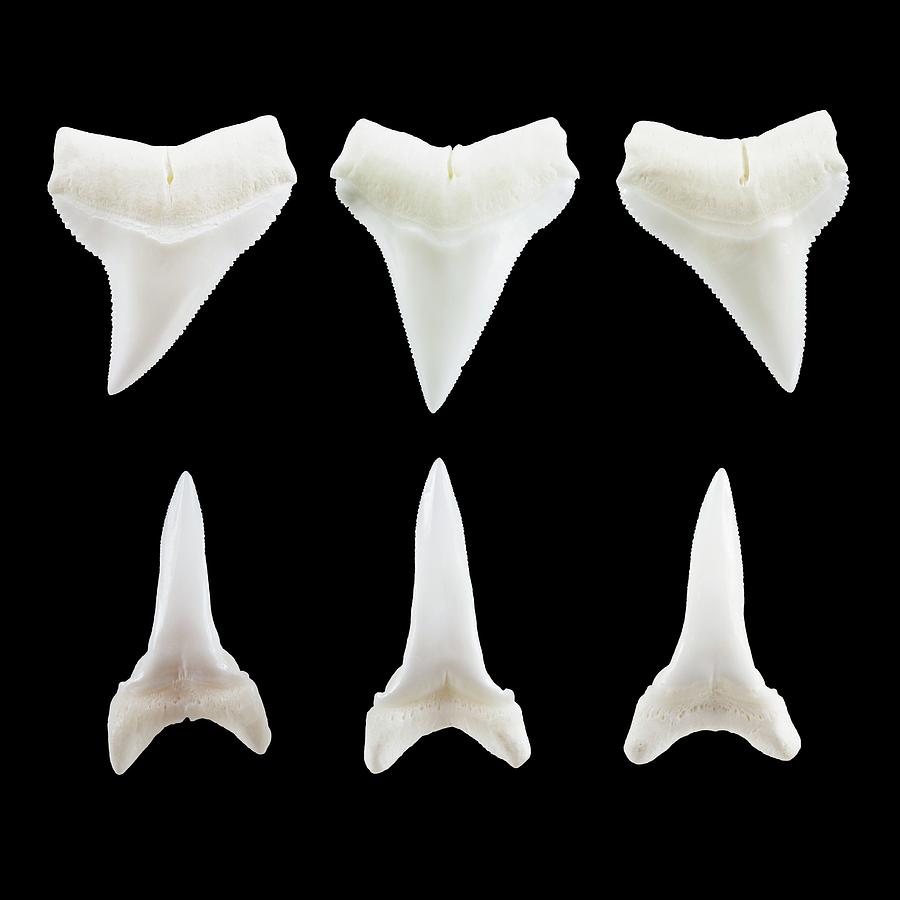 Shark Teeth Photograph by Geoff Kidd/science Photo Library