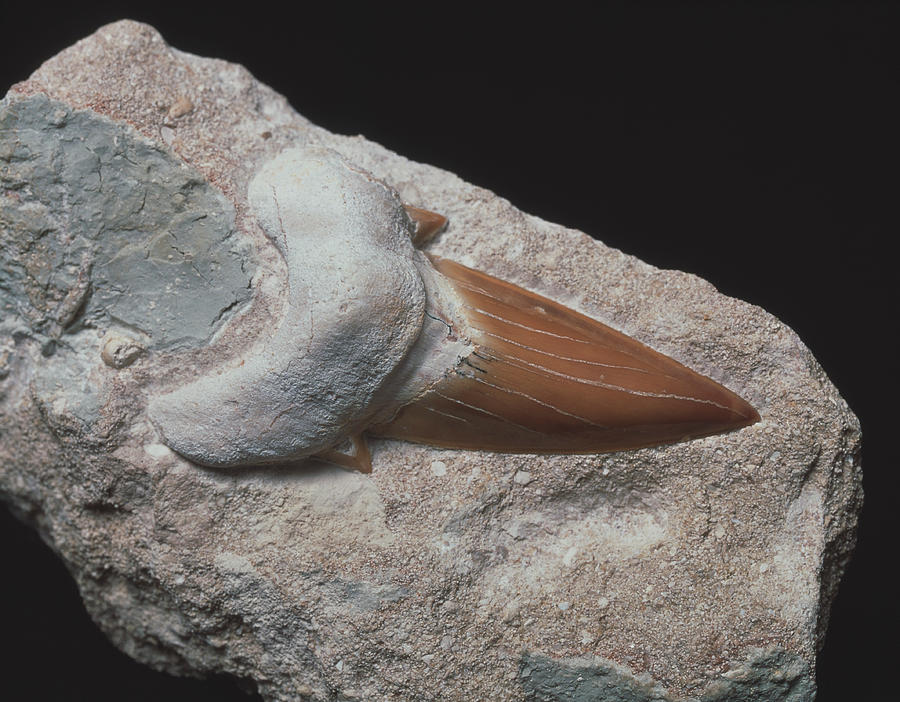 Shark Tooth Fossil Photograph by Martin Land/science Photo Library
