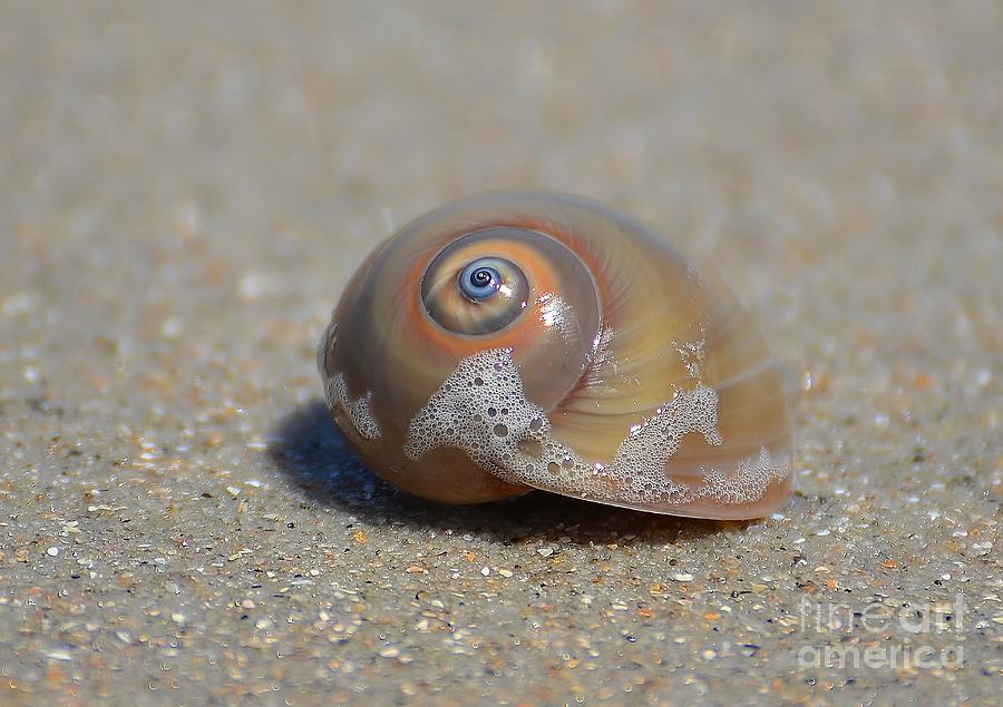 Sharks Eye Sea Snail Photograph by Kathy Baccari