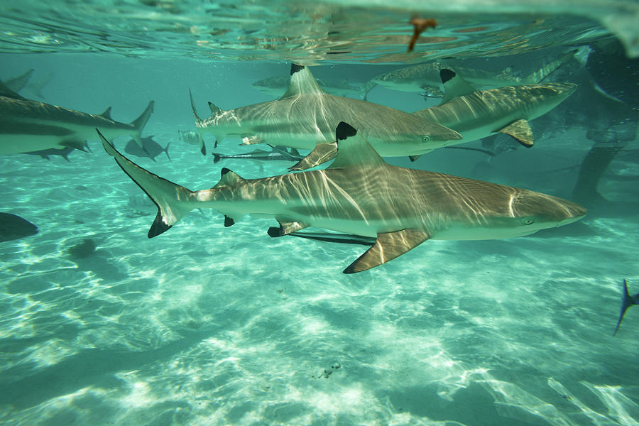 Sharks In The Pacific Ocean, Moorea Photograph by Panoramic Images