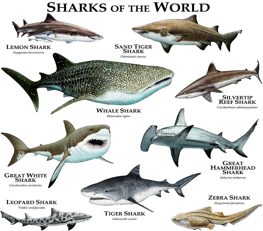 Sharks Of The World Photograph by Roger Hall