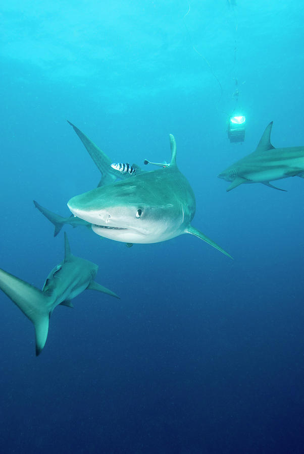 Sharks Photograph by Roger Munns, Scubazoo/science Photo Library