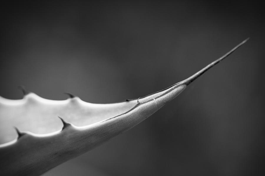 Sharp Agave. Photograph by Clare Bambers