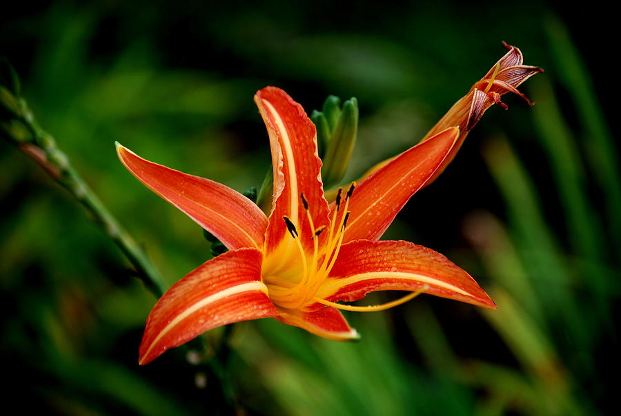 Sharp Amazon Flower Photograph by HQ Photo - Fine Art America