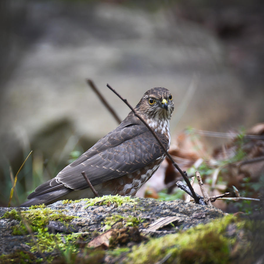 Sharp as a Hawk Photograph by Ronda Broatch