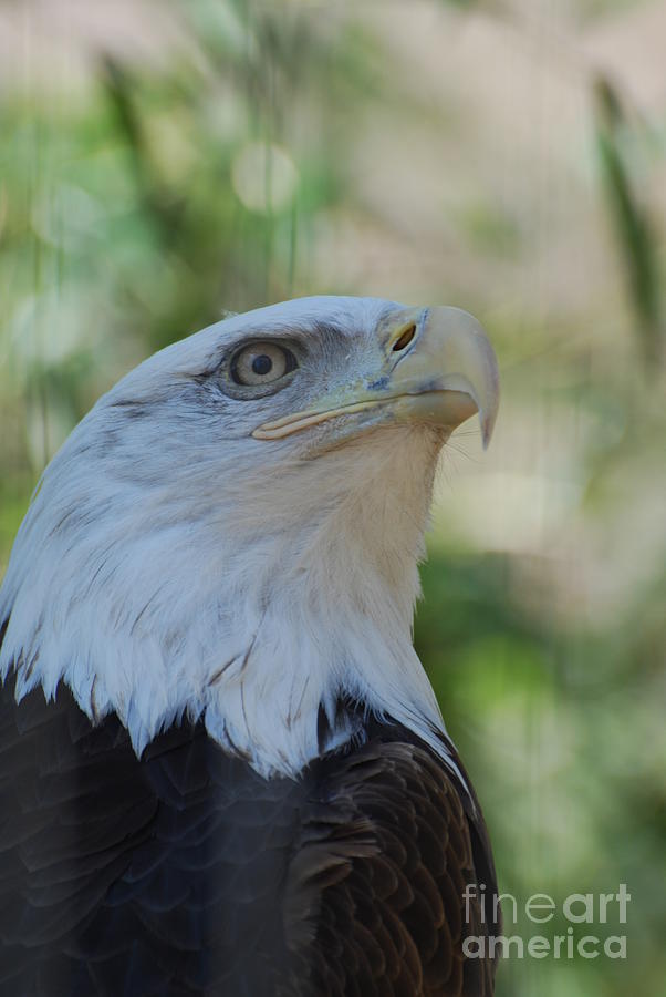 Sharp Bald Eagle Photograph by DejaVu Designs