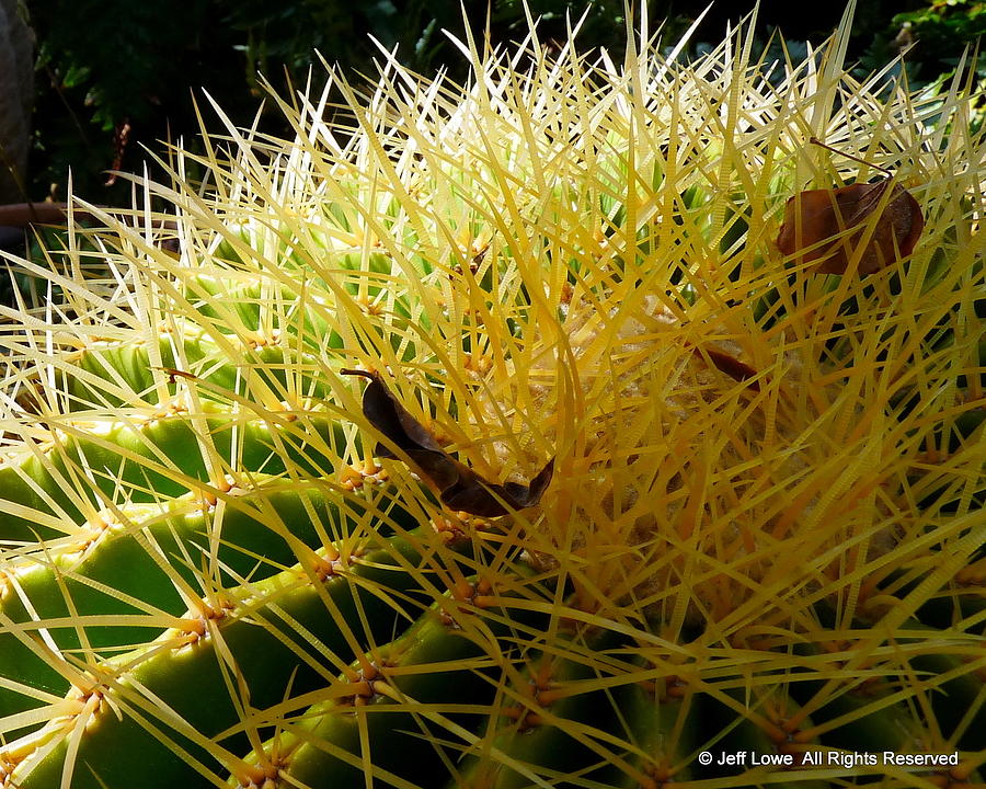 Sharp Cactus Spikes Photograph by Jeff Lowe