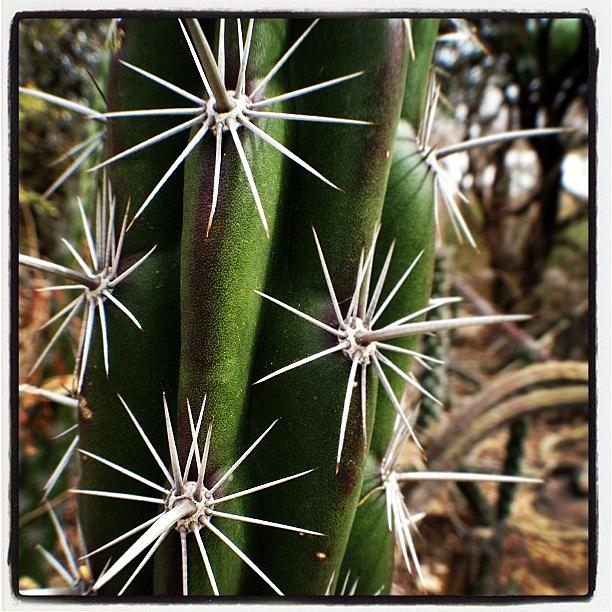 Nature Photograph - Sharp. #desert #desertlife #cactus by Jenn Waite