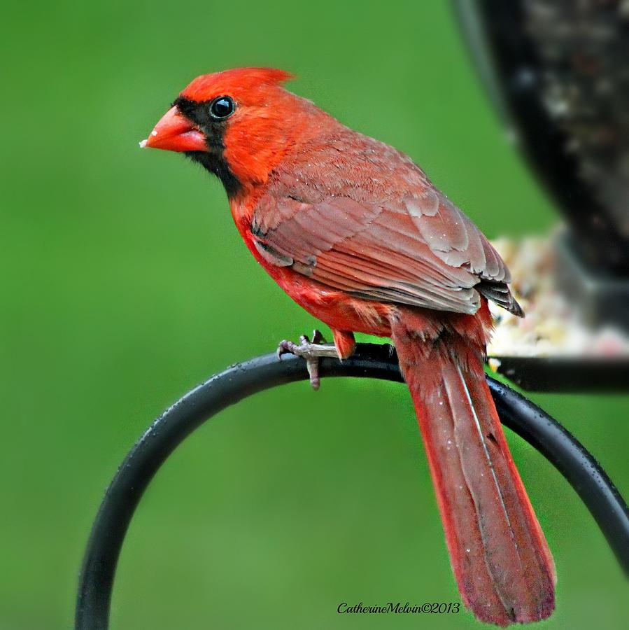 Sharp Eye Photograph by Catherine Melvin - Fine Art America