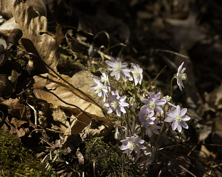 Sharp Lobed Hepatica Lost Valley Trail Photograph by Michael Dougherty
