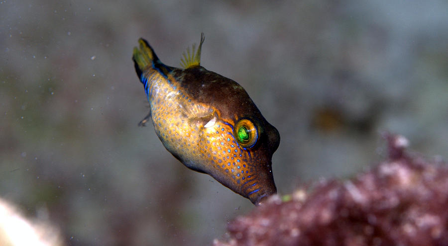 Sharp Nose Puffer Fish Photograph by David Ray