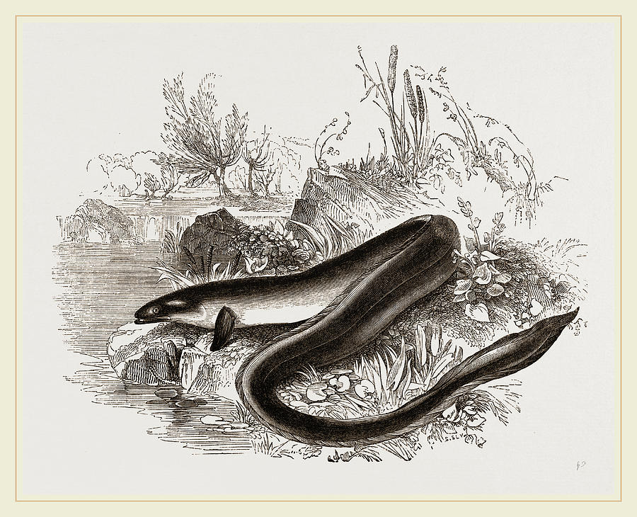 Sharp Nosed Eel Drawing by Litz Collection Fine Art America