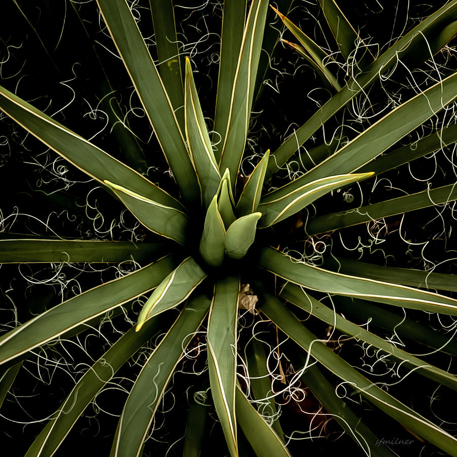 Sharp Points - Yucca Plant Photograph by Steven Milner