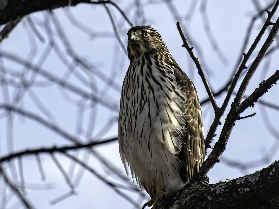 Sharp-Shinned Hawk 2 Photograph by Thomas Young