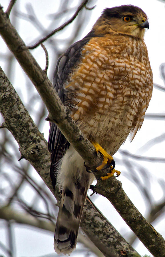 Sharp Shinned Hawk  Photograph by Constantine Gregory