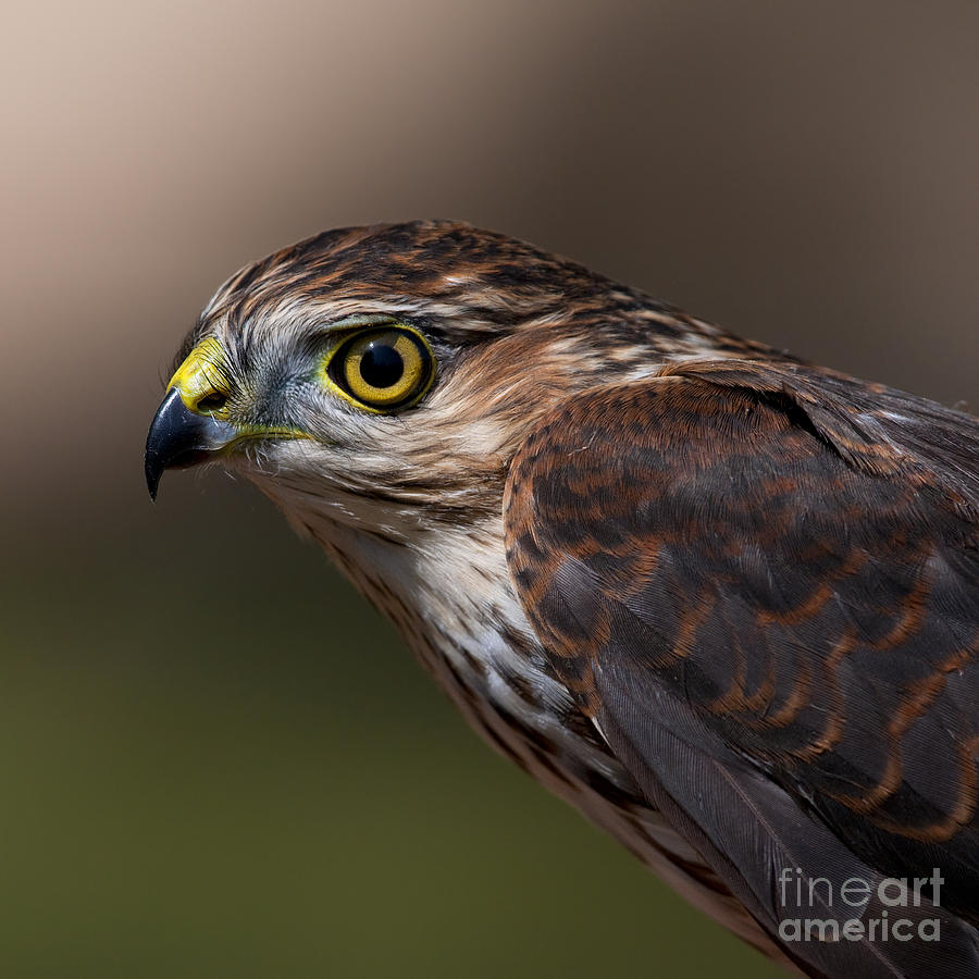 Sharp-shinned Hawk.. Photograph by Nina Stavlund
