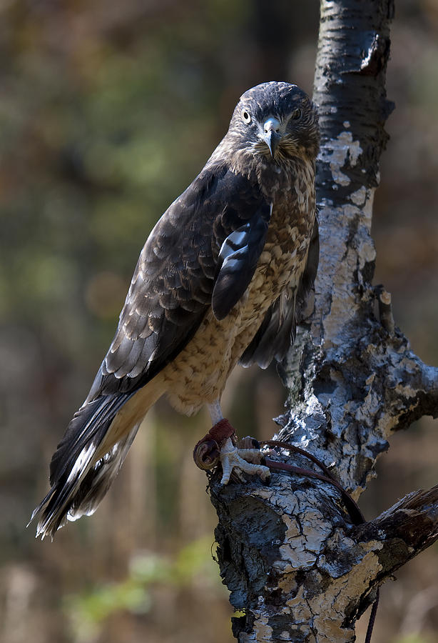 Hawk Photograph - Sharp-shinned Hawk by Paul Cannon