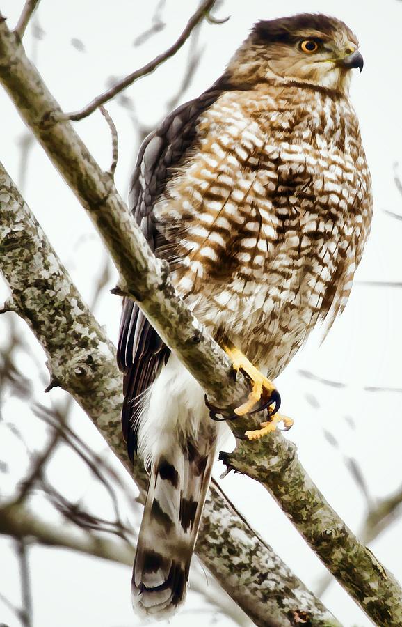 Sharp Shinned Hawk Photo Art Photograph by Constantine Gregory