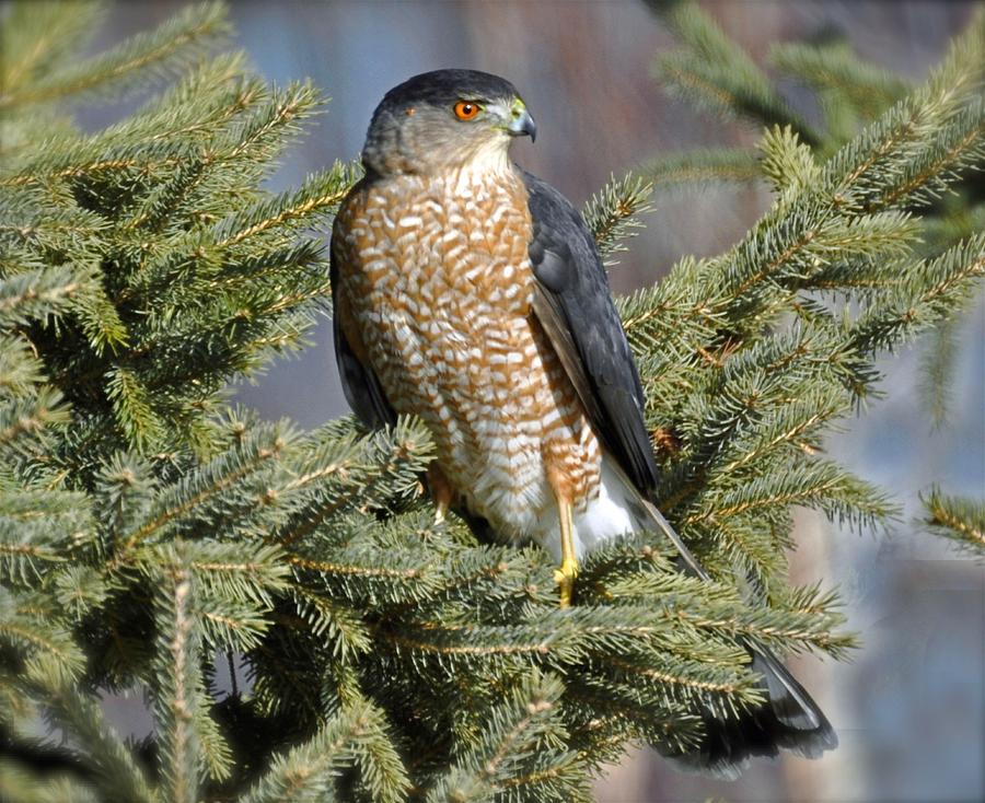 Sharp Shinned Hawk Photograph by Rodney Campbell