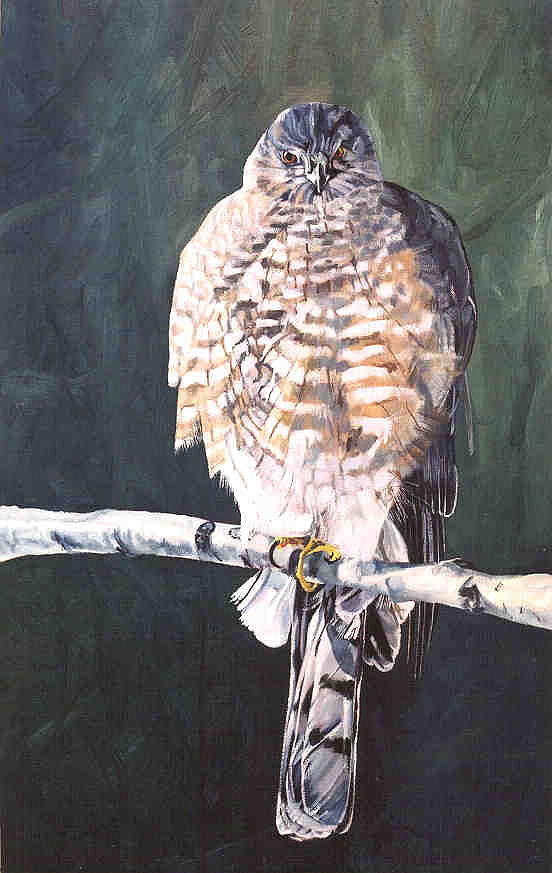 Hawk Painting - Sharp Stare by Phil Chadwick