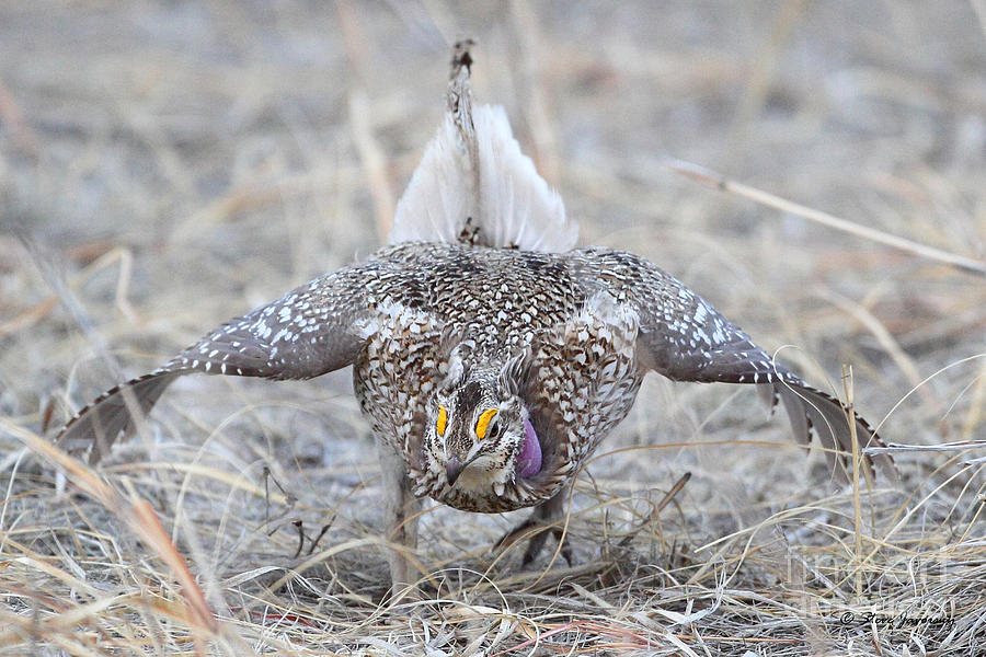 Sharp Tailed Grouse Photograph by Steve Javorsky