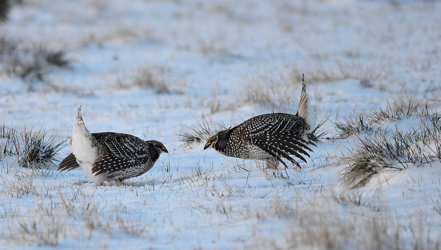 Sharptail Courtship Photograph by Whispering Peaks Photography