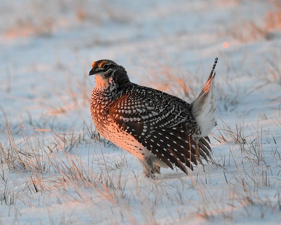 Sharptail Sunrise Photograph by Whispering Peaks Photography | Fine Art ...