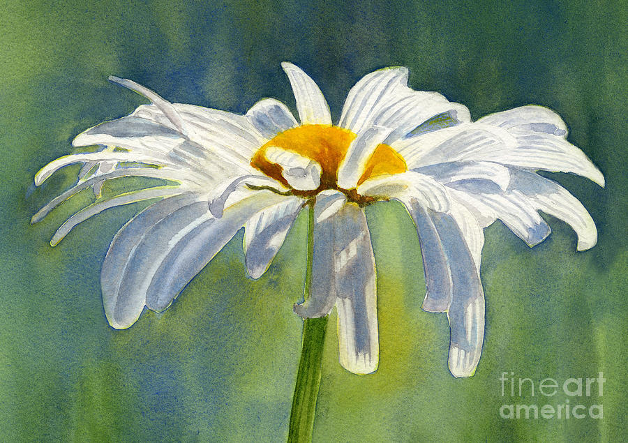 Shasta Daisy Blossom with Blue Background Painting by Sharon Freeman