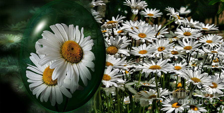 Daisy Photograph - Shasta Daisy Garden by Shirley Mangini