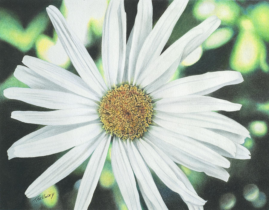 Flower Drawing - Shasta Daisy by Terry Mellway