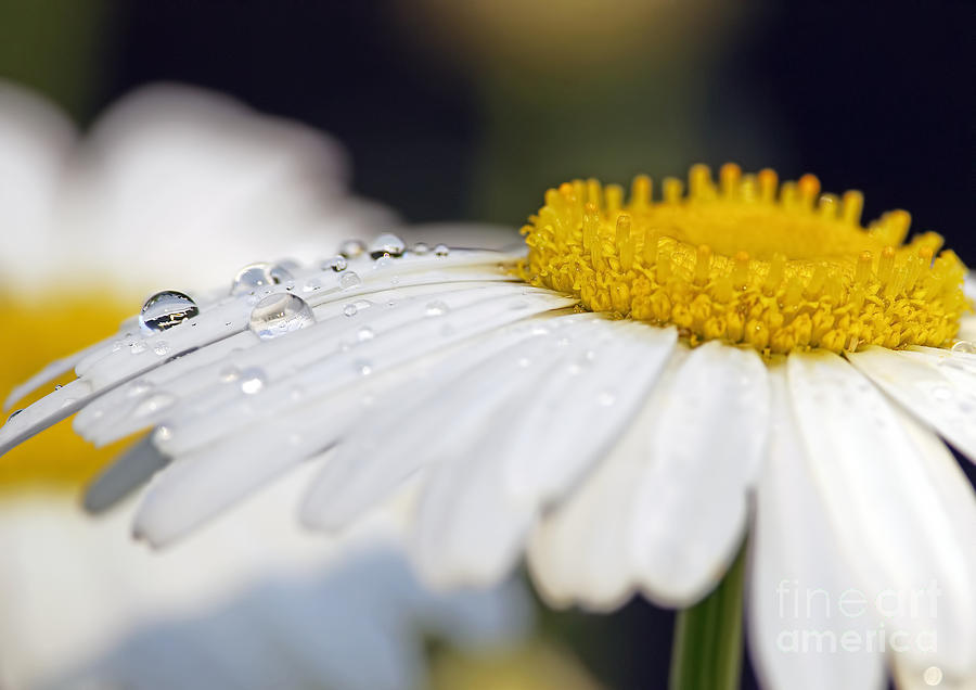 Shasta Daisy with Drops 2 Photograph by Sharon Talson