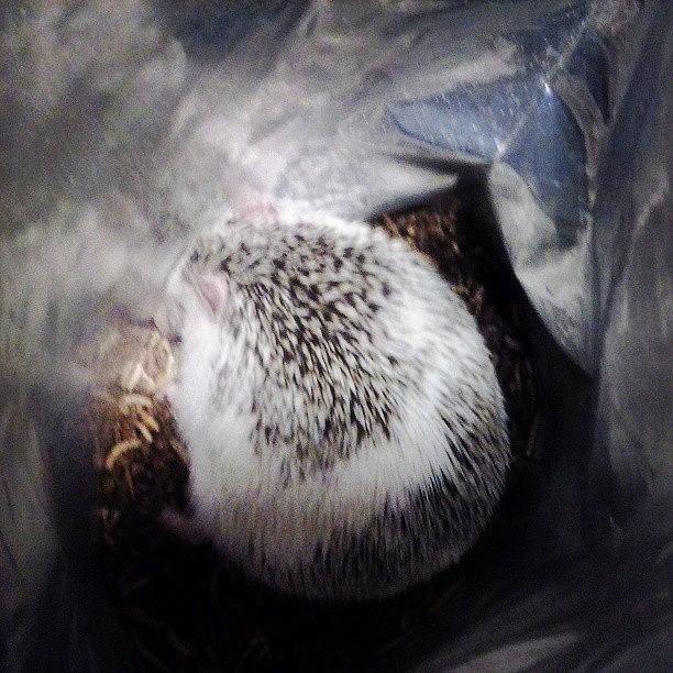 She Fell Asleep In Her Food Bag Aww Photograph by Macy Cook