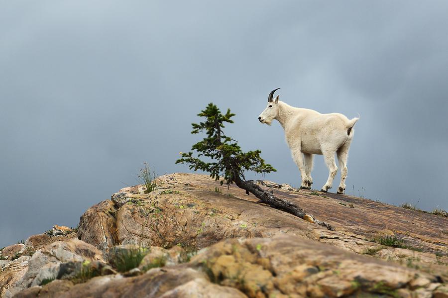 She Goat Photograph by David Andersen