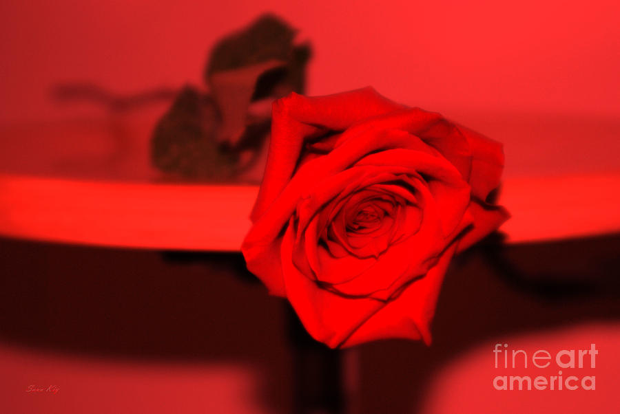 She Likes RED. Red rose Photograph by Oksana Semenchenko