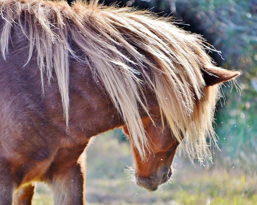 She Tossed Her Mane - Wild Pony of Assateague Photograph by Kim Bemis