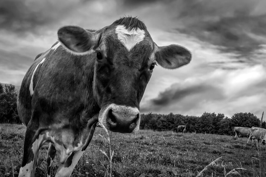 Cow Photograph - She wears her heart for all to see by Bob Orsillo