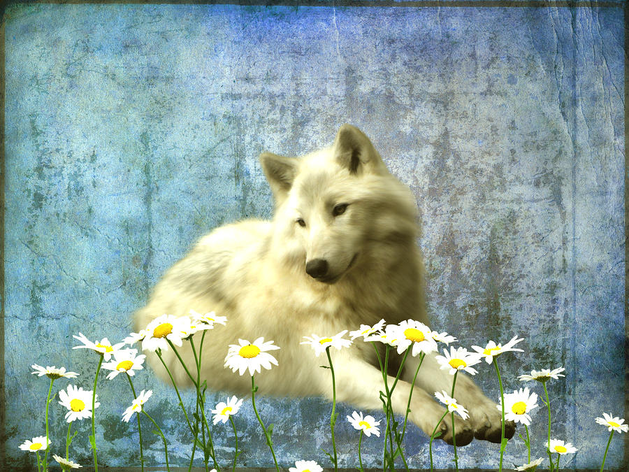 Wolves Photograph - She Wolf by Sharon Lisa Clarke