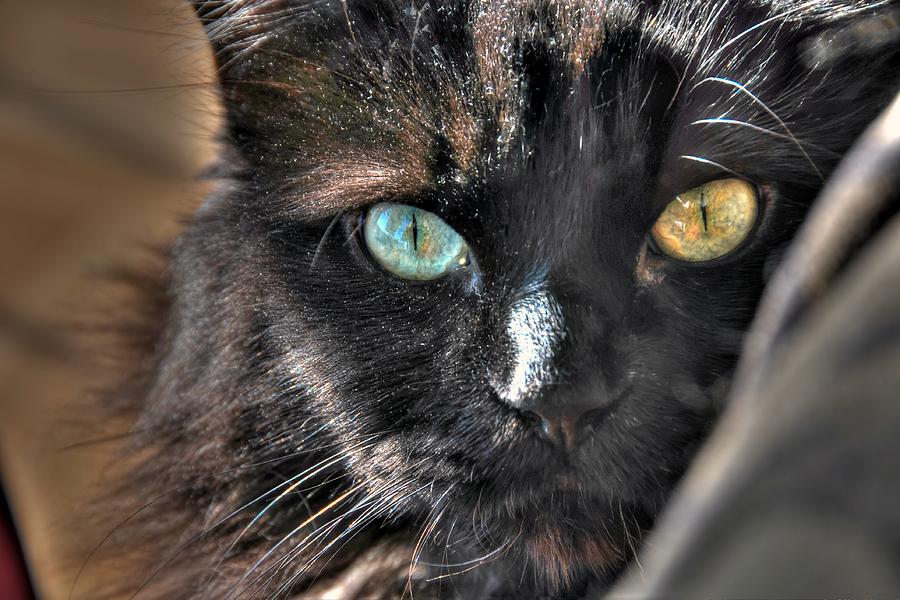 Cat Photograph - Sheba - Up Close and Curious by Doug Farmer