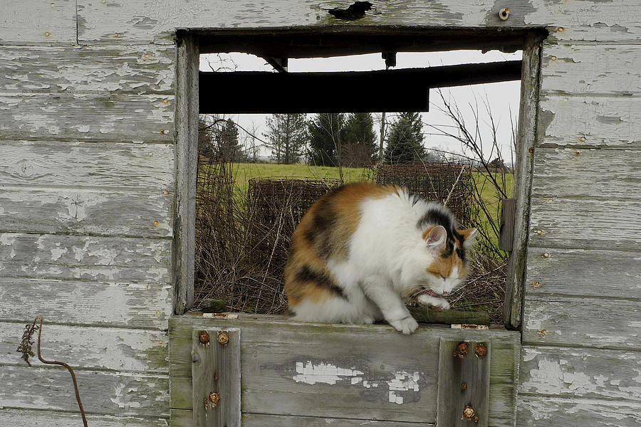 Cat Photograph - Shed Callie by Daniel Kasztelan