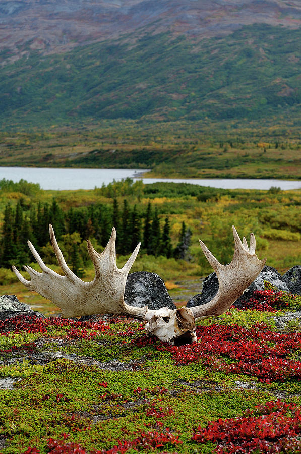 Katmai National Park Photograph - Shed Moose Antlers Lie On The Tundra by Beck Photography