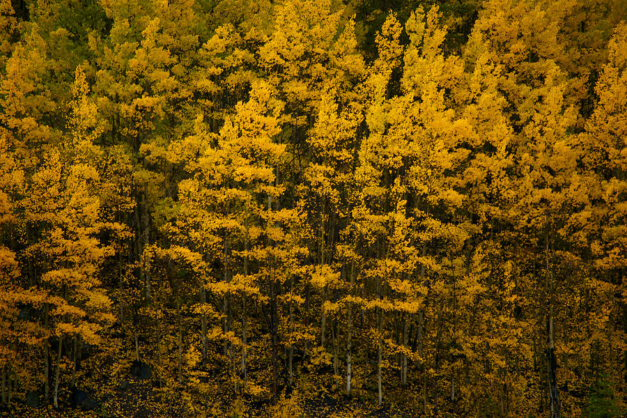 Shedding Leaves Photograph by Jeremy Rhoades