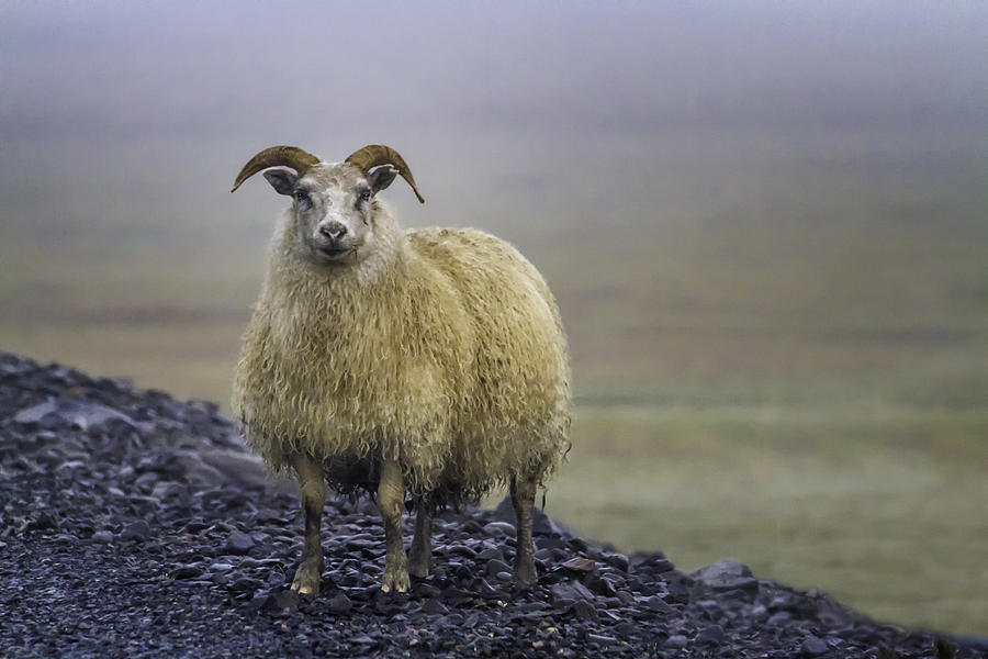 Sheep  7261 Photograph