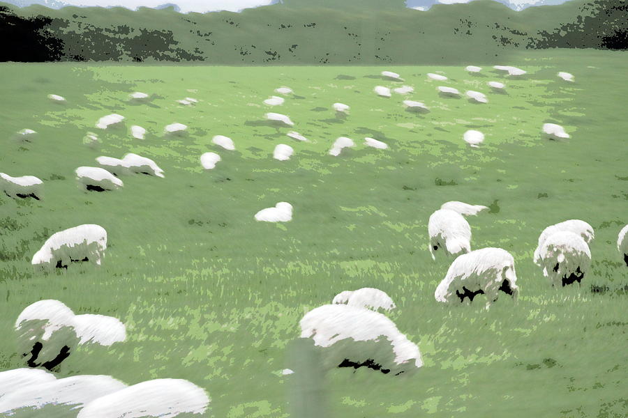 Sheep Photograph by A K Dayton