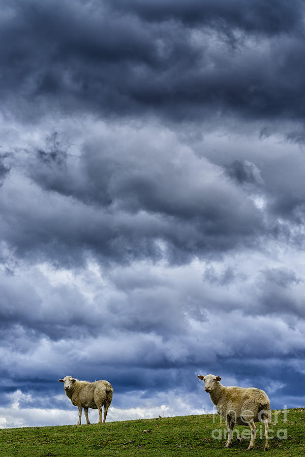 Sheep Photograph - Sheep a Leaden Sky by Thomas R Fletcher