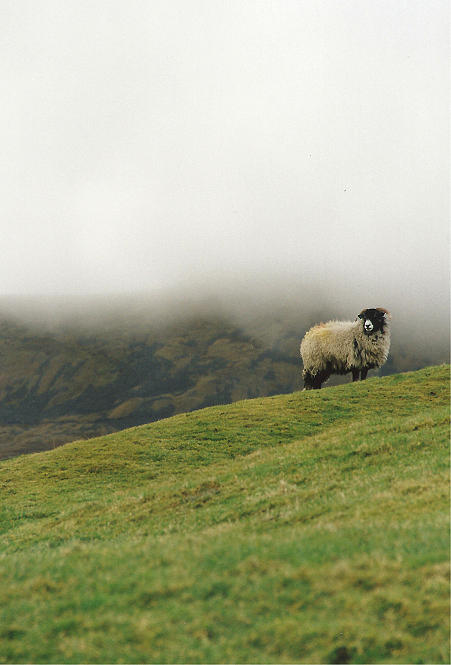 Sheep Photograph - Sheep by Alasdair Shaw