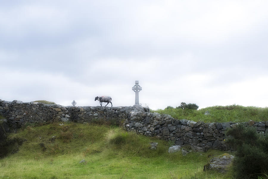 Sheep and cross Photograph by Hugh Smith