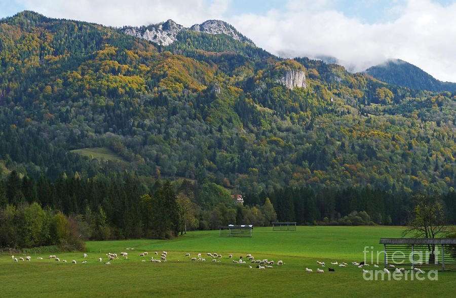 Sheep and forest - Slovenia Photograph by Phil Banks