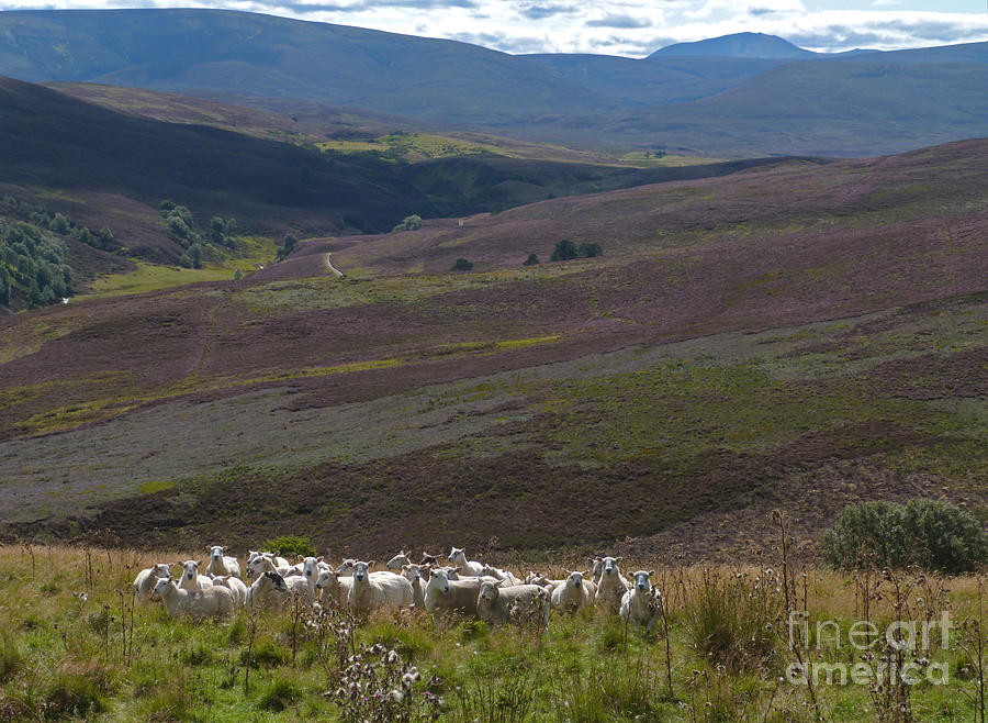 Sheep in the Cairngorms Photograph by Phil Banks