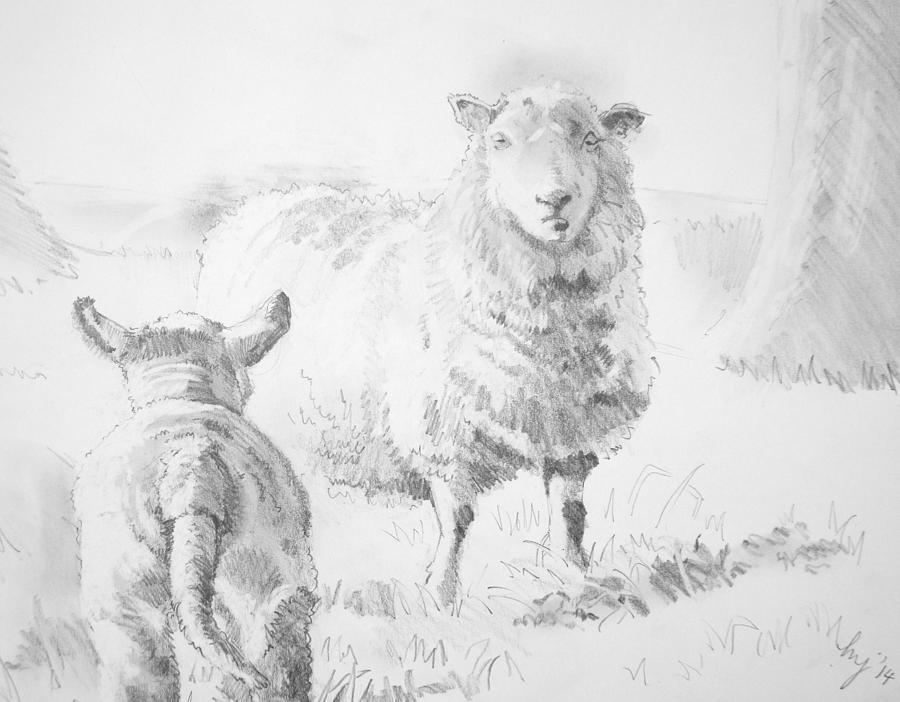 Sheep and Lamb Drawing Drawing by Mike Jory